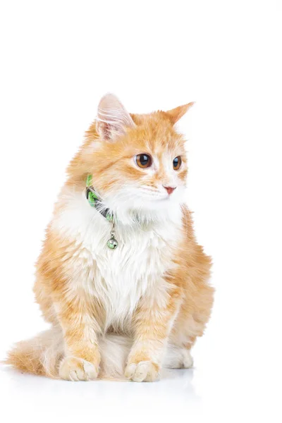 Seated orange cat looks to side — Stock Photo, Image