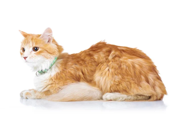 Oldalnézetből egy narancssárga macska megállapításáról — Stock Fotó
