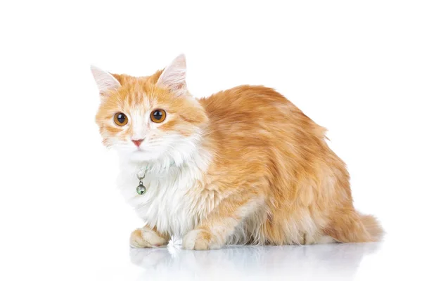 Gato laranja curioso que estabelece — Fotografia de Stock