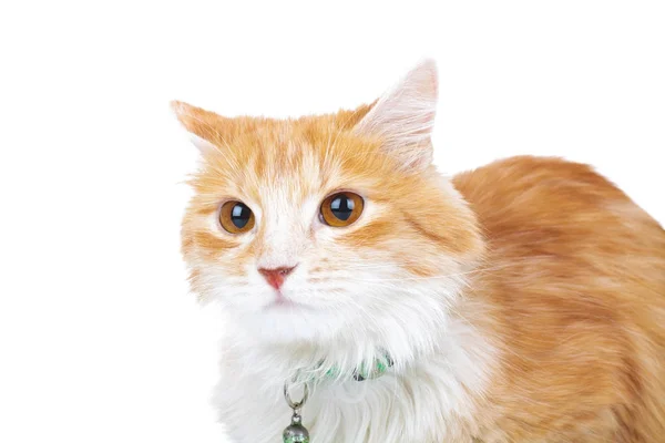 Cabeça de um gato laranja — Fotografia de Stock