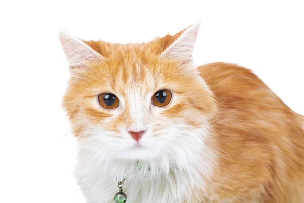 Red and white cat looks at the camera — Stock Photo, Image