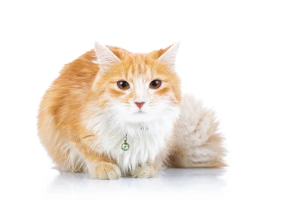 Cute orange cat with furry tail sitting — Stock Photo, Image