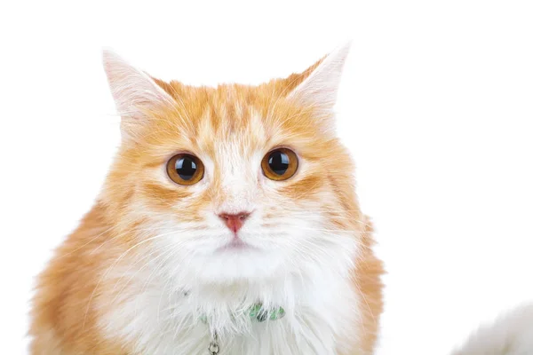 Döbbenve, vörös macska úgy néz ki, a kamera — Stock Fotó