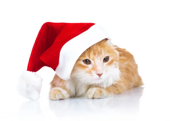 Orange katt jultomten hatt — Stockfoto