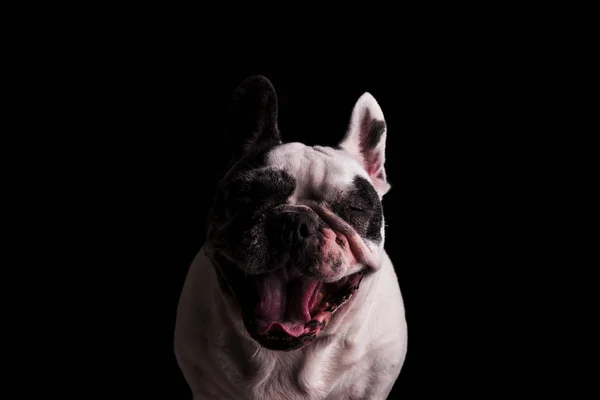 Français bulldog regardant super excité — Photo