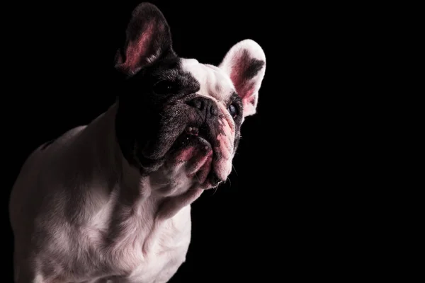 Bulldog francés mordiendo su labio — Foto de Stock