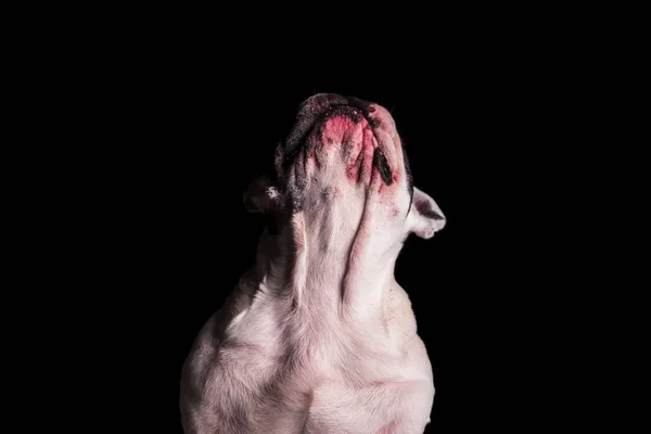 Franse bulldog zoekt en het ontmaskeren van de borst — Stockfoto