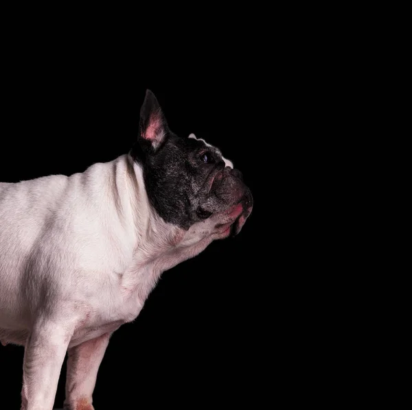 Preto e branco francês bulldog olhando para cima para o lado — Fotografia de Stock