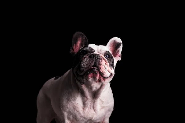 Curioso feliz bulldog francês olha para cima com a boca aberta — Fotografia de Stock