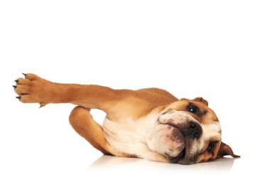 oynak İngilizce bulldog köpek yavrusu yerde yuvarlanıp gidiyor