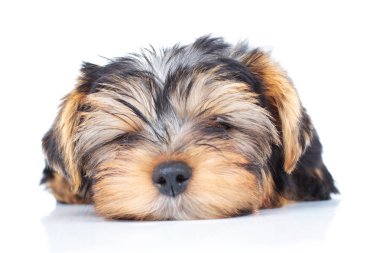 uyku köpek yavrusu