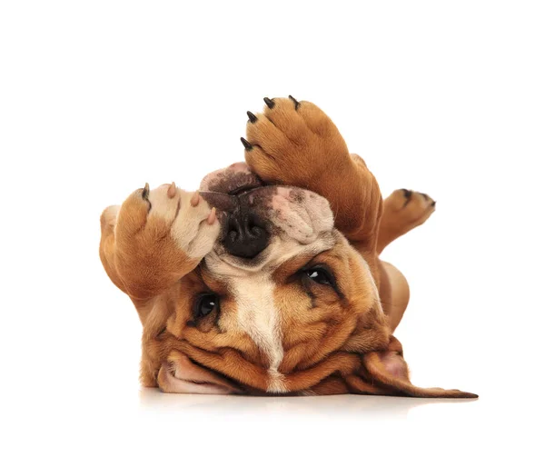 Schattige kleine Engels bulldog pup op zijn rug te leggen — Stockfoto