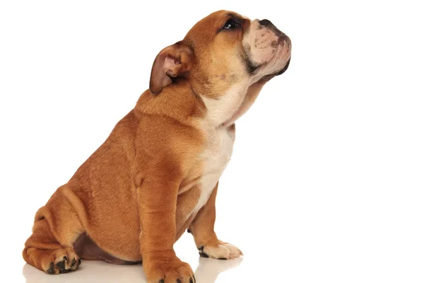 Seitenansicht einer kleinen englischen Bulldogge beim Schnüffeln — Stockfoto