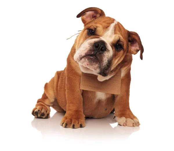 Cane cucciolo bulldog inglese con una scheda messaggio sul collo — Foto Stock