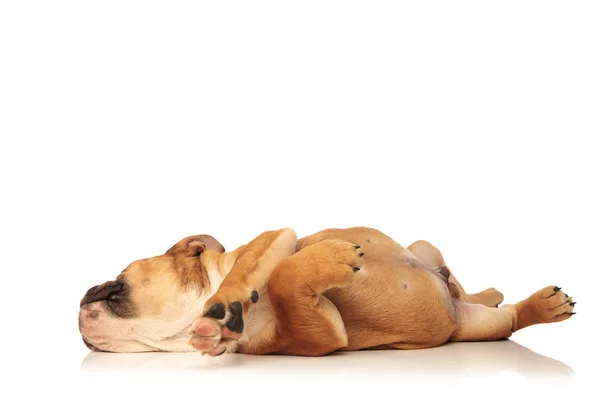 Vue latérale d'un petit chiot dormant — Photo