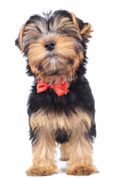 Lilla valp hund stå upp och bär bowtie — Stockfoto