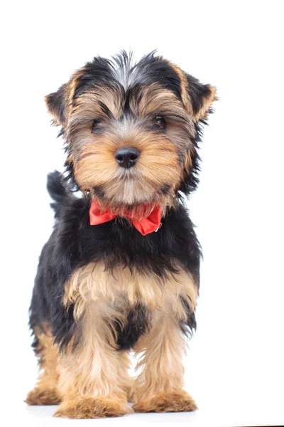 Yorkshire terrier köpek yavrusu köpek ayakta — Stok fotoğraf