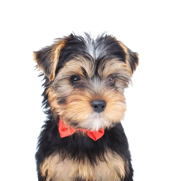 Primer plano de un poco yorkie usando corbata —  Fotos de Stock