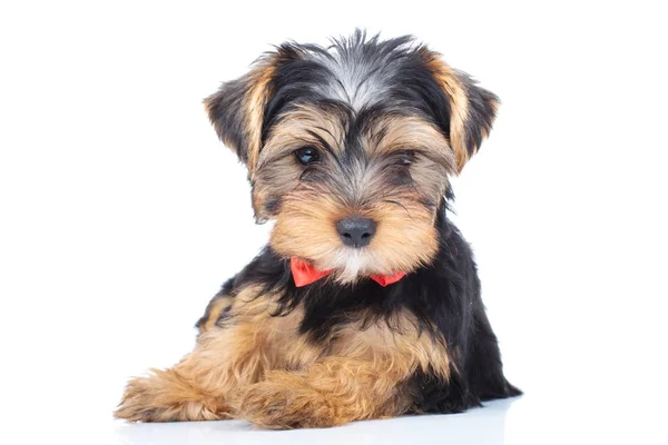 Kleine pup dragen rode bowtie rusten — Stockfoto