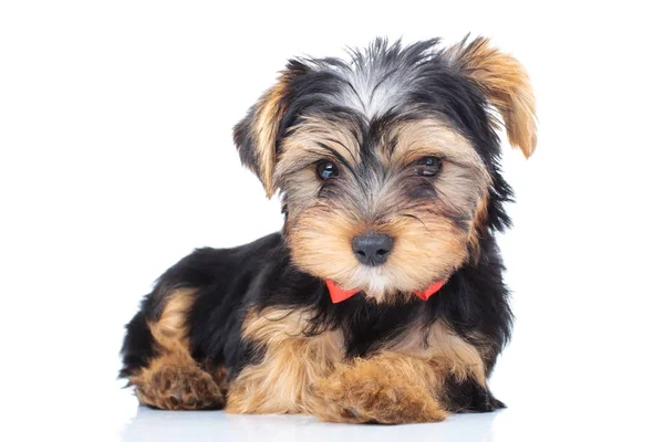 귀여운 작은 강아지 빨간 bowtie 착용 — 스톡 사진