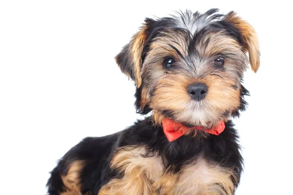 Neugierige kleine yorkie trägt fliege steht — Stockfoto