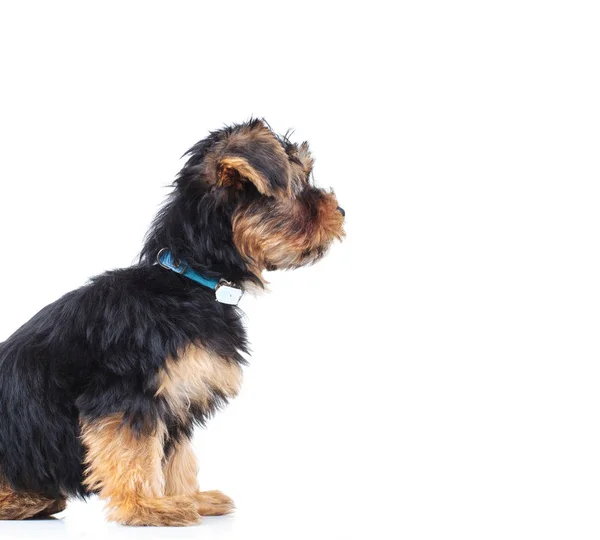 Side view of a little yorkie puppy sitting — Stock Photo, Image