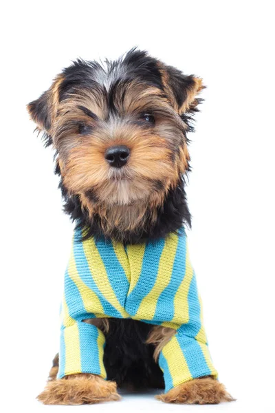 Dressed little puppy sitting — Stock Photo, Image