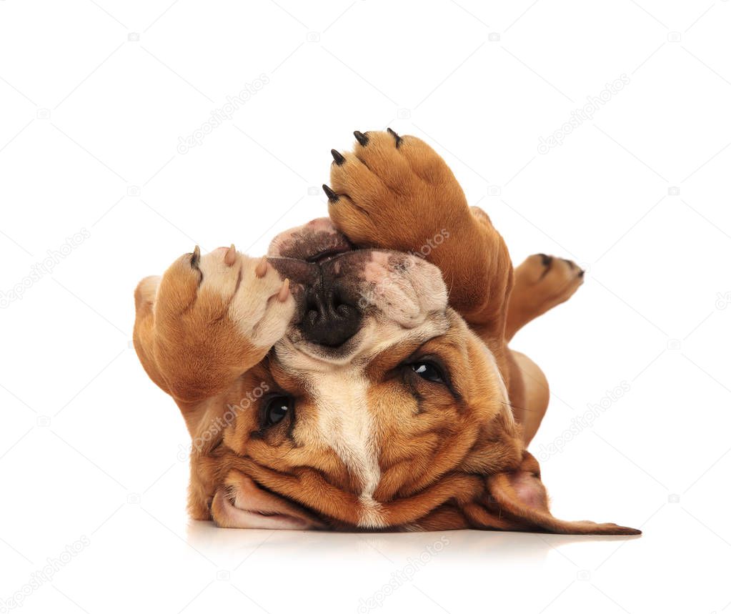 adorable little english bulldog puppy laying on its back