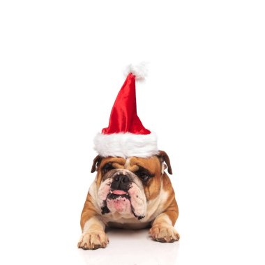 santa onun dilini yapışmasını huysuz İngilizce bulldog