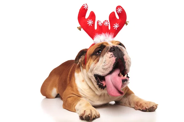 Bulldog anglais haletant portant des cornes de renne pour Noël — Photo