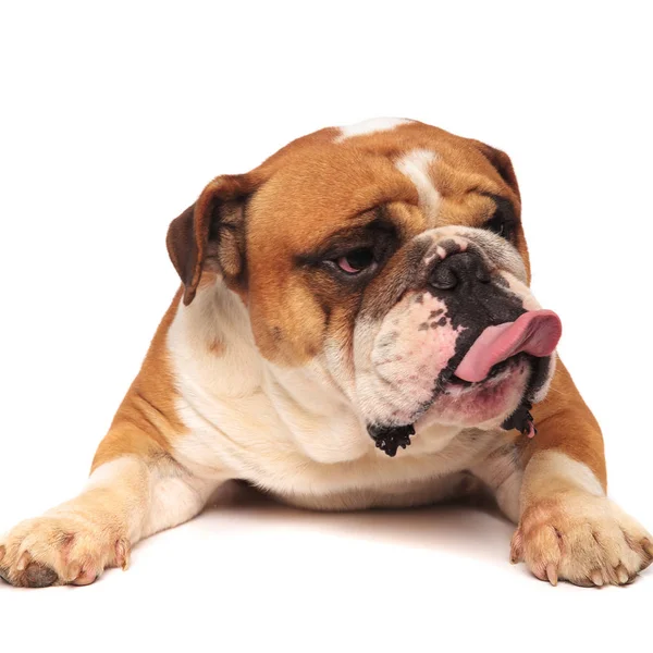 Gruñón inglés bulldog está sobresaliendo lengua a lado — Foto de Stock
