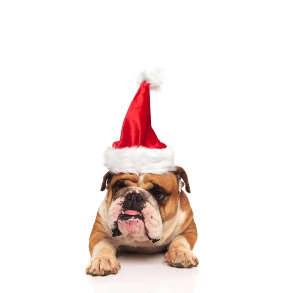 Grinig engelska bulldog santa sticker ut tungan — Stockfoto