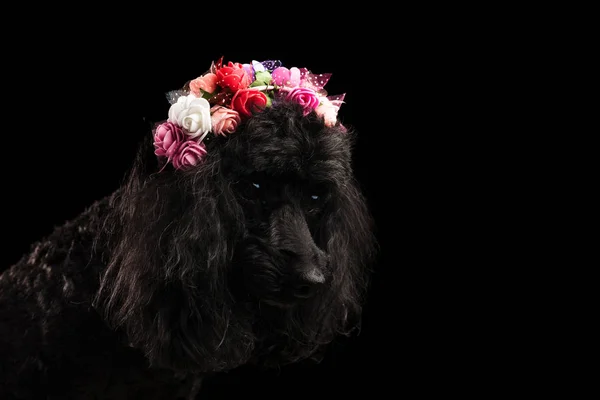 Bonito poodle vestindo flores coroa olha para baixo — Fotografia de Stock