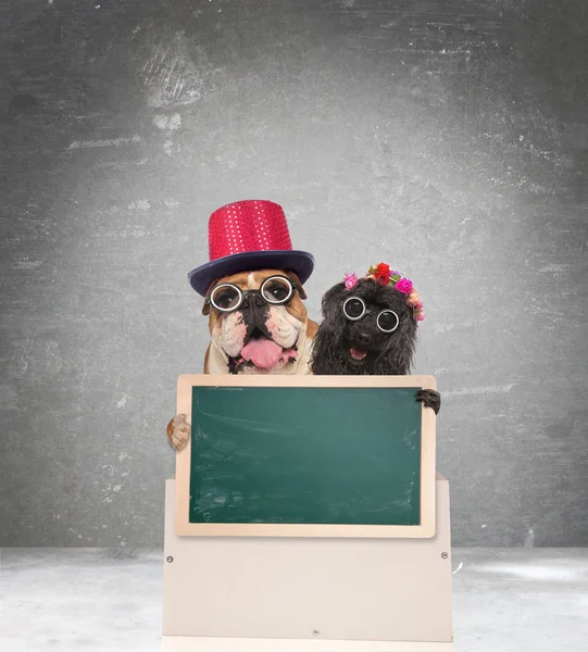 空白緑の黒板を提示かわいい犬オタクのカップル — ストック写真