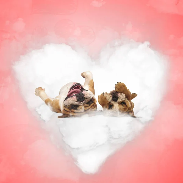 Apa és fia angol bulldog játszik szerelem felhő — Stock Fotó