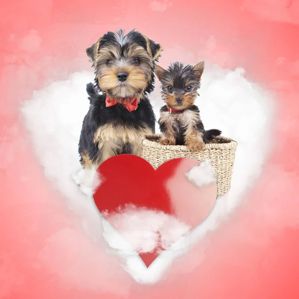 mother and cub yorkshire terrier share a love cloud