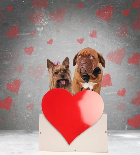 Happy in love dog couple sitting on a box — Stock Photo, Image