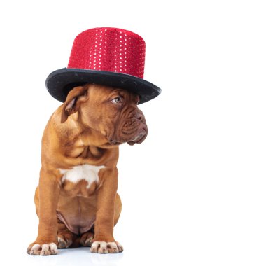 sevimli Fransız mastiff köpek yavrusu kırmızı şapka tarafına görünüyor 