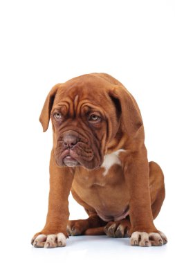 Kederli köpek yavrusu oturuyor