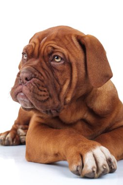 sevimli kahverengi köpek köpek yatıyor ve yana görünüyor