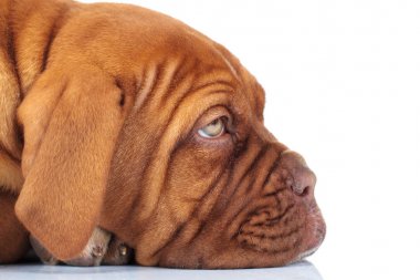 yan portre resmi bir uykulu üzgün Fransız mastiff köpek yavrusu