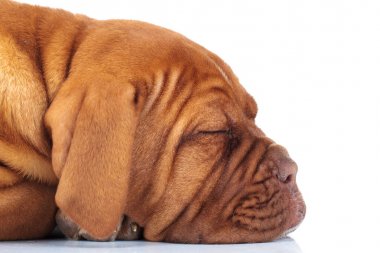 Uyuyan bir köpek yavrusu köpek tarafında 