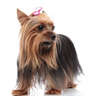 kadın yorkshite korkunç ayakta ve yan için arıyorsunuz 