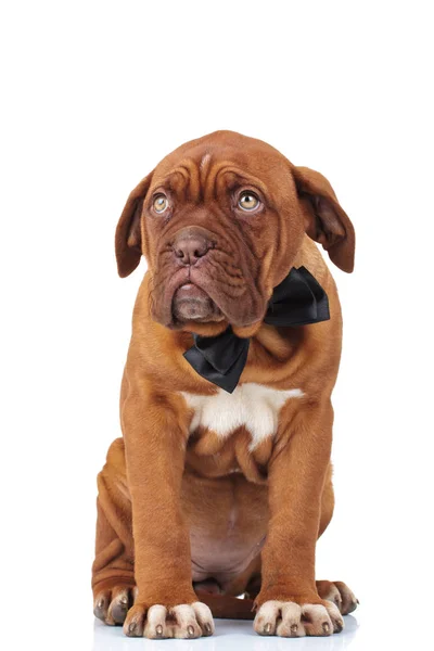 Elegant little puppy wearing bowtie is sitting — Stock Photo, Image