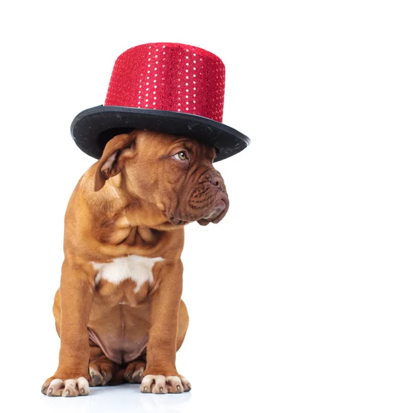 Cute french mastiff puppy wearing red hat looks to side — Stock Photo, Image