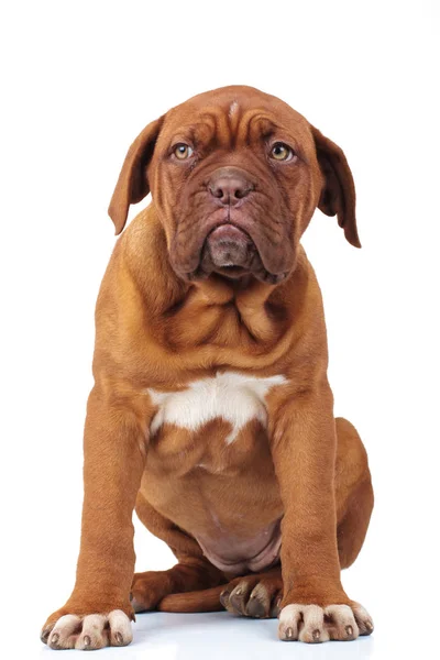 Sevimli Fransız mastiff oturan köpek yavrusu — Stok fotoğraf