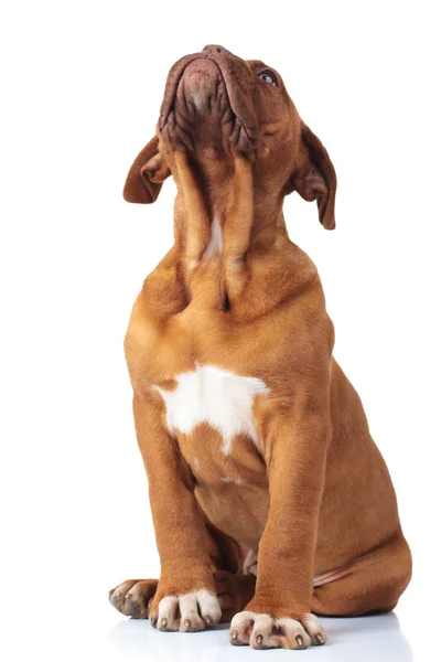 Dogue de bordeaux puppy hondje zit en worden opgezocht — Stockfoto