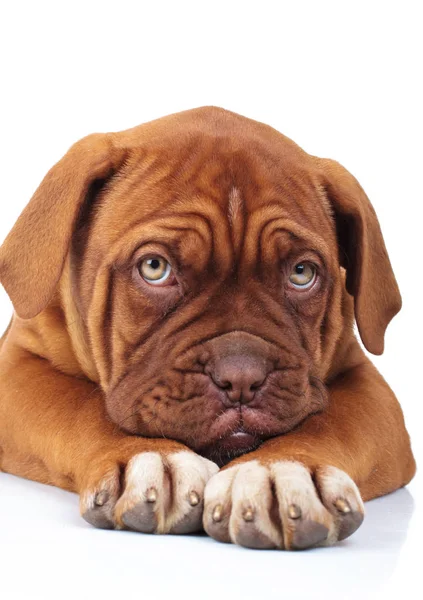 Sad little french mastiff puppy is being affraid of something — Stock Photo, Image