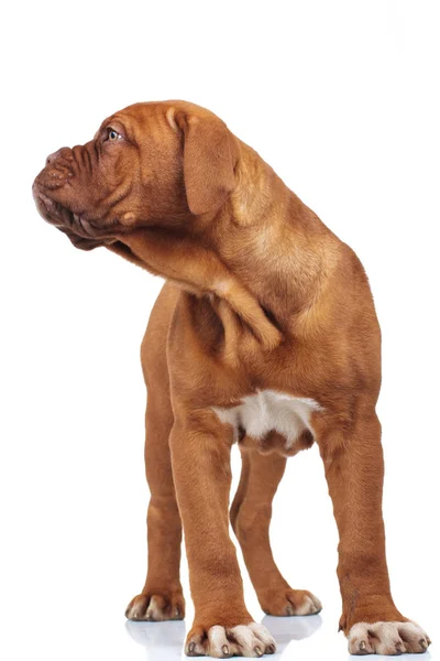 Περίεργος dogue de bordeaux κουτάβι φαίνεται πλευρά — Φωτογραφία Αρχείου