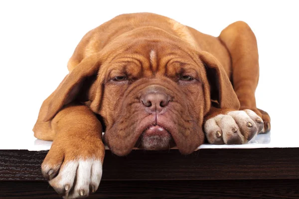 Cachorro mastim francês super preguiçoso deita-se em uma mesa — Fotografia de Stock